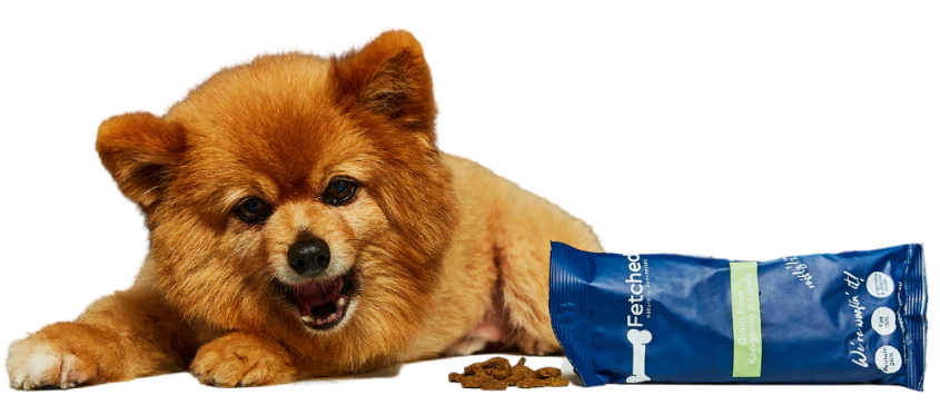 dog-with-food.png